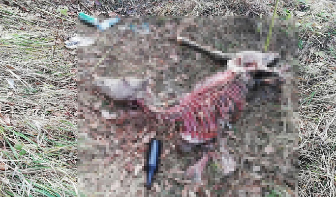 В Твери очевидцы опубликовали фото обглоданного собаками трупа пони