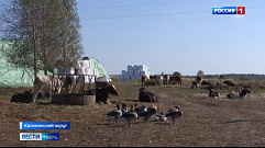 Съемочная группа «Вести Тверь» побывала в гостях в хозяйстве «Молодая ферма»