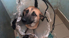 В Твери полиция не стала возбуждать уголовное дело после наезда на собаку у АЗС