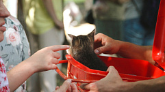 На «Площади Добра» в Твери будут раздавать бездомных животных