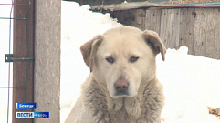 Почти 400 собак нуждаются в помощи в приюте Тверской области