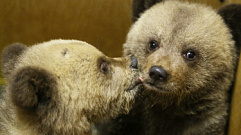 В Тверскую область на воспитание привезли ещё трех осиротевших медвежат