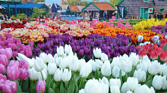 Около 100 тысяч тюльпанов вырастили для выставки в Твери