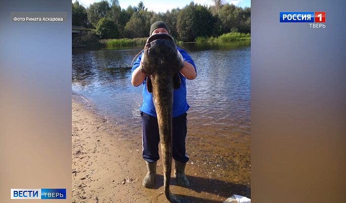 Рыбак из Тверской области похвастался огромным выловленным сомом