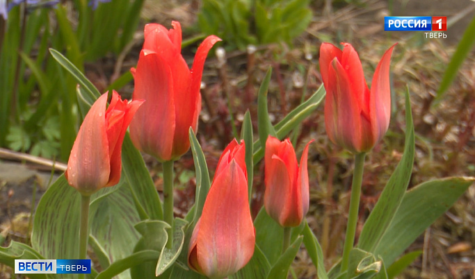В Ботаническом саду ТвГУ распустились красные тюльпаны                                                          