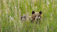Посмотреть на диких медведей предлагают жителям Тверской области