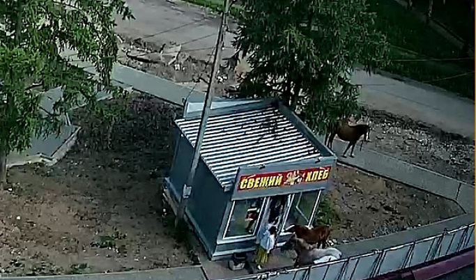 В Тверской области хлебный магазин атаковали кони
