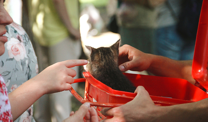 Жители Тверской области помогли 364 бездомным животным новогодними подарками