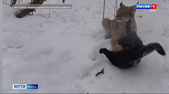 Рысь и домашняя кошка подружились в реабилитационном центре животных в Тверской области 