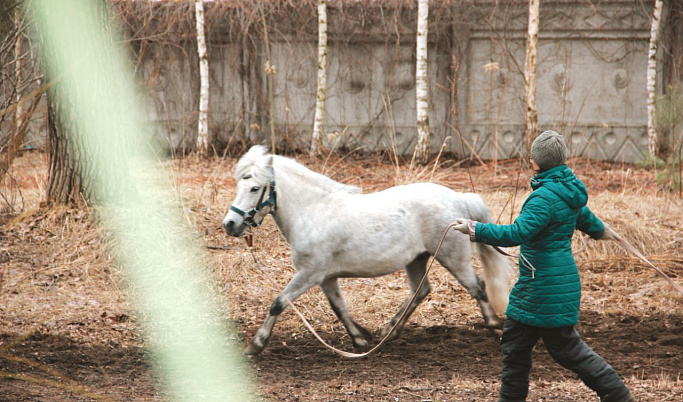Жителей Тверской области приглашают на «День лошади на Тверском ипподроме»