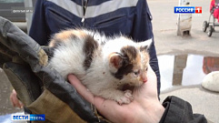 Тверские пожарные спасли бездомного котенка