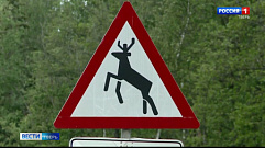 Жителей Тверской области предупредили о лосях на дорогах