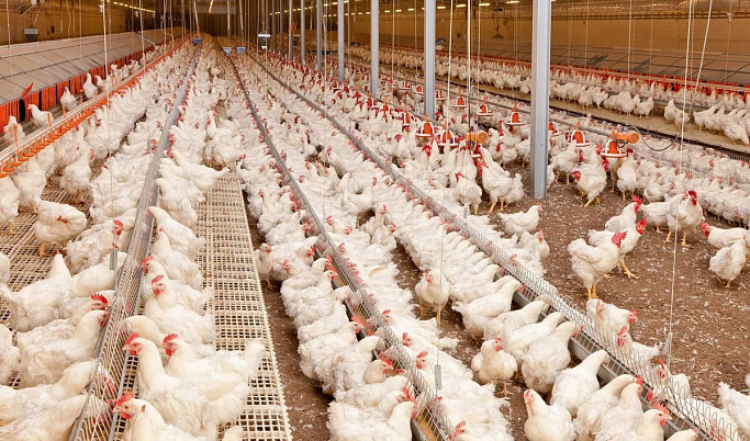 В Тверской области увеличились показатели по производству мяса и птицы