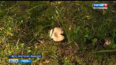 В Тверской области открылся сезон грибов