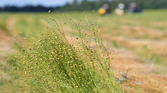 Уборка урожая и заготовка кормов продолжается в Тверской области