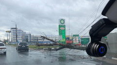 На Московском шоссе в Твери на проводах повисло дерево