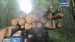 Более 100 млн рублей направят на сохранение лесного богатства Тверской области