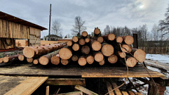 Житель Тверской области незаконно спилил деревьев на 6 млн рублей