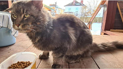 В Твери безответственные хозяева выкинули кота мейн-куна на улицу