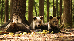 В Центре Пажетновых Тверской области у медвежат началась яблочная пора