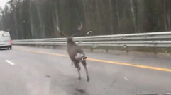 На трассе в Конаковском районе бегает олень