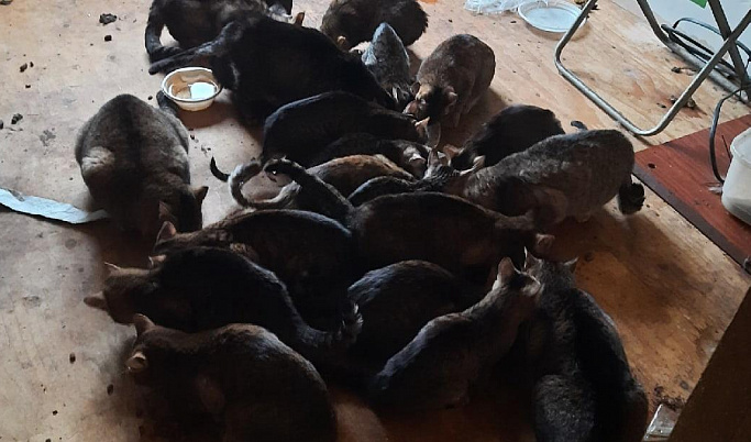 В Тверской области 22 кошки остались без хозяина