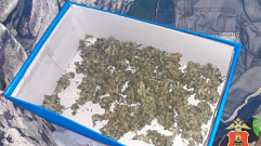 В квартире у тверичанина нашли несколько коробок с марихуаной