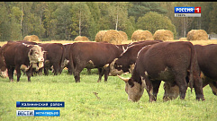 Фермеры Тверской области делают ставку на животноводство