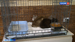 В Твери волонтеры спасли 18 кошек, запертых в квартире без еды и воды
