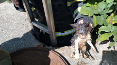 В Кимрах спасатели вытащили из канализации котёнка