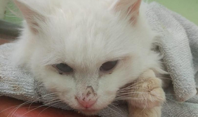 В Твери отданный в добрые руки кот умер от внутренних травм и переломов