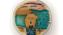 Биолог Центра Аваева в Твери вырастила из бактерий картину Мунка «Крик»