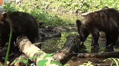 В Тверской области медвежат-сирот спасли от засухи