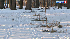 Полиция ищет вандалов, уничтоживших «Сад Памяти» в Конаковском районе