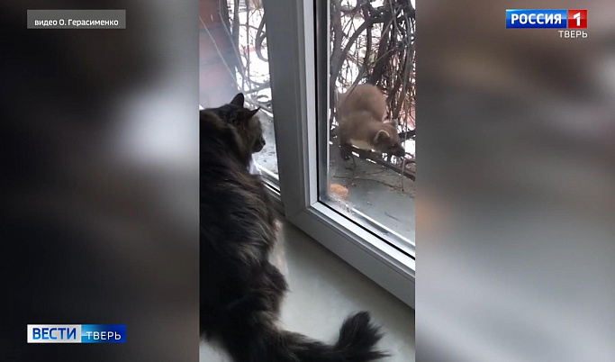 В Твери на видео попал момент знакомства кота и дикой куницы 