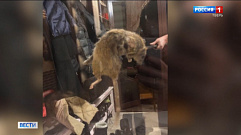 Гигантская крыса из Тверской области набирает популярность в соцсетях 