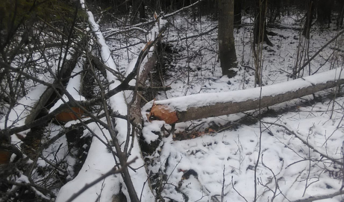 Ранее судимый мужчина вырубил лес под Лихославлем на 200 тысяч рублей