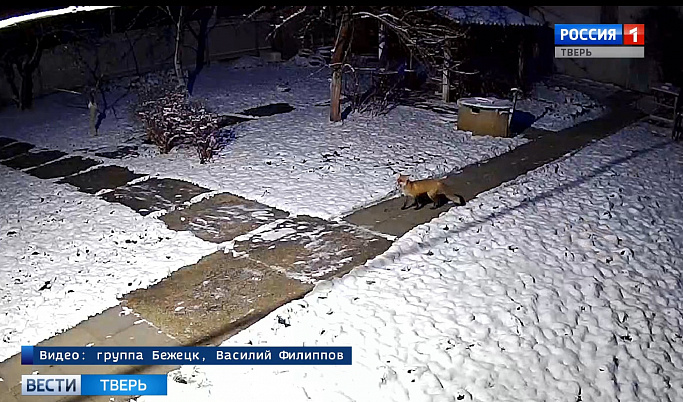 Во двор жителя Бежецка забежала лисица