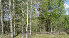 За зарастание земли сельхозназначения в Тверской области оштрафовали собственника