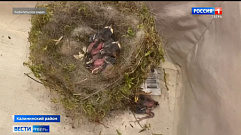 Жители Тверской области извлекли из вытяжной трубы гнездо с птенцами  