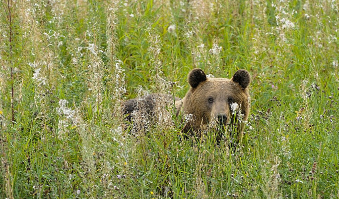 Посмотреть на диких медведей предлагают жителям Тверской области