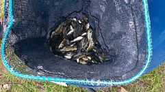 Больше 40 тысяч мальков сазана выпустили в Угличское водохранилище в Тверской области
