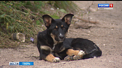 Бродячая собака покусала двух школьников в Тверской области