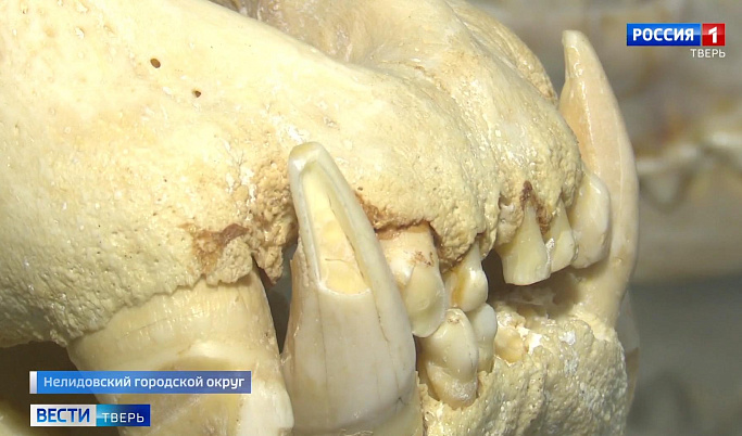 Больше 5 тысяч черепов и костей млекопитающих хранит заповедник Тверской области
