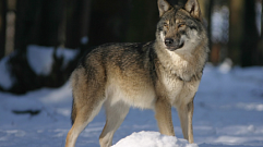В Тверской области за семь месяцев отстрелили 15 волков