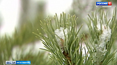 Эксперты Роскачества дали рекомендации по выбору новогодней елки