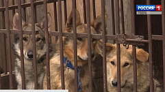 Тверские следователи выясняют обстоятельства нападения стаи собак на горожан