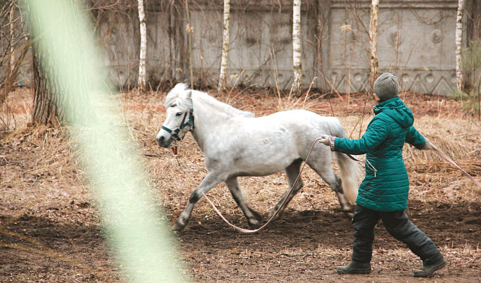 В Твери на конном фестивале выступят черкесские всадники и лучшие кинологи Тверской области 