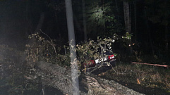 В Тверской области водитель въехал в упавшее дерево