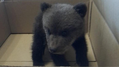В центр спасения медвежат-сирот Тверской области привезли нового подопечного